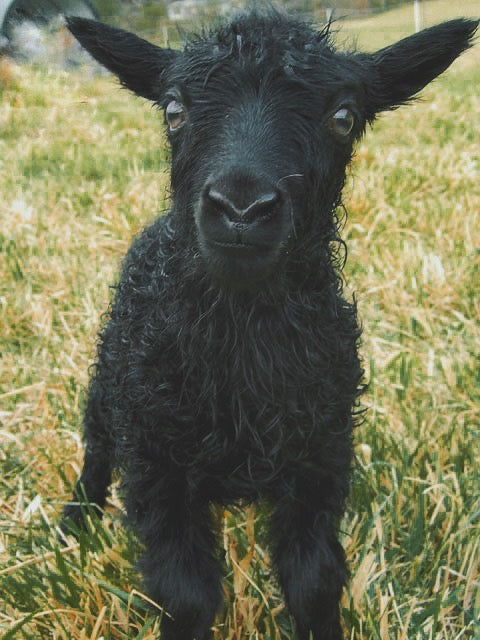 Icelandic Shearling Mantle