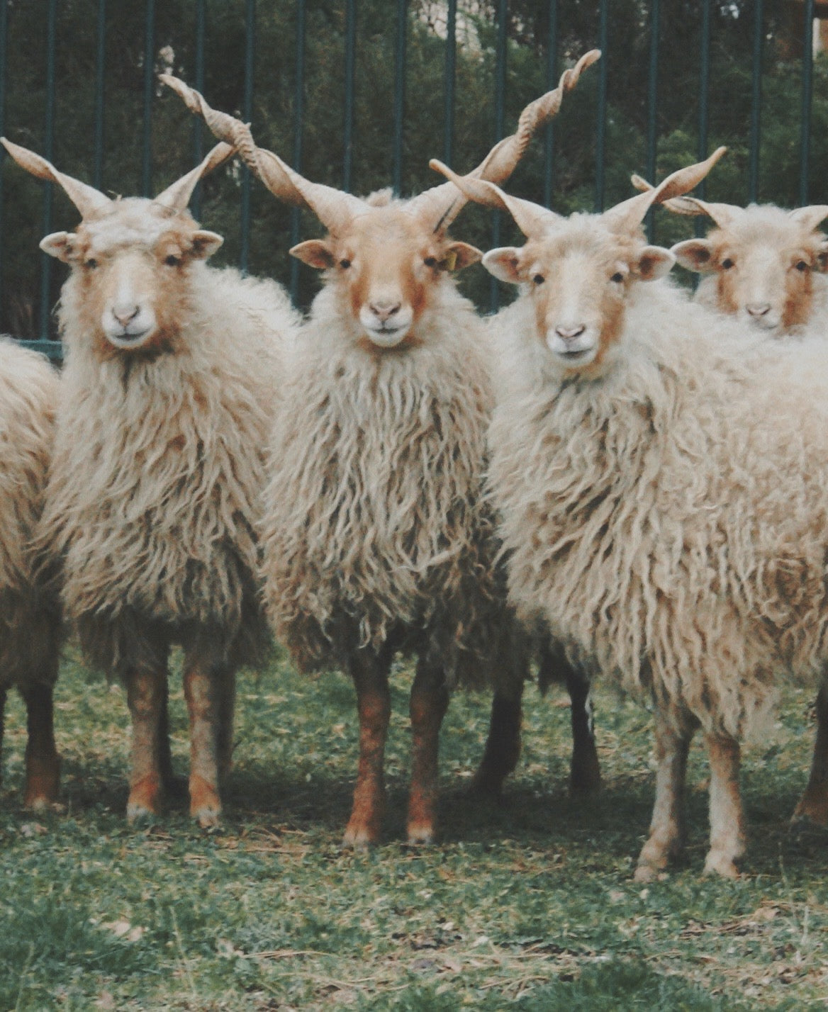 Racka Fleece Mantle
