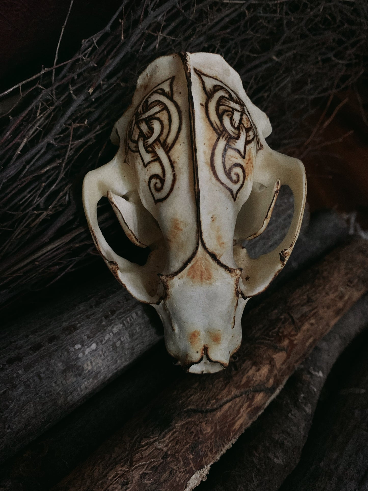 Viking Knot Raccoon Skull