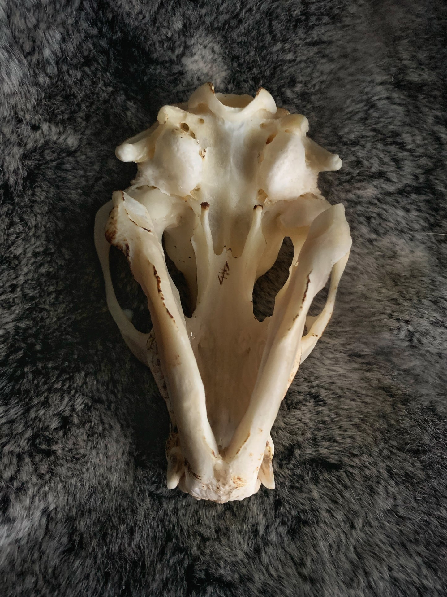 Viking Knot Raccoon Skull