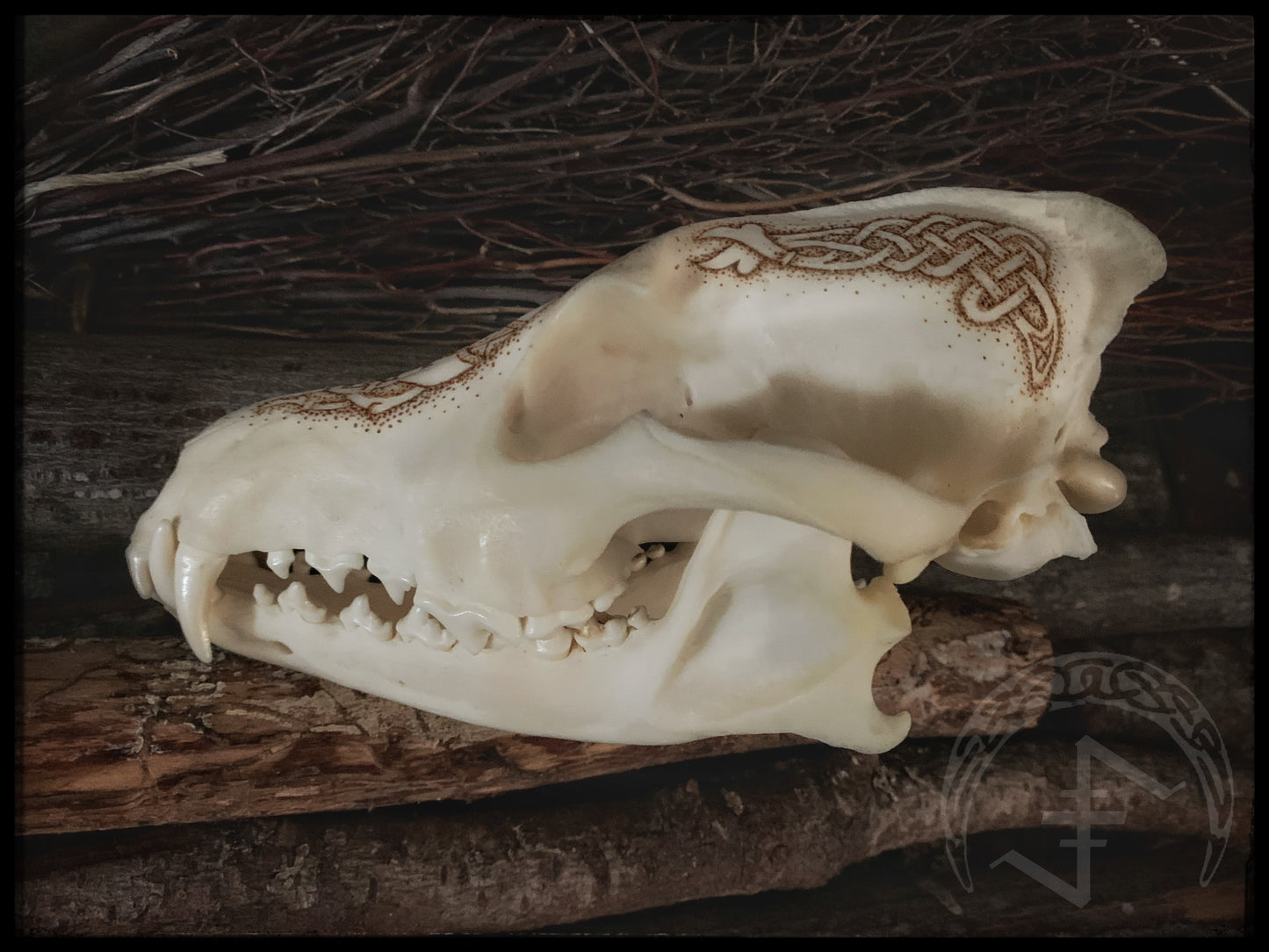 Viking Ulfr Coyote Skull