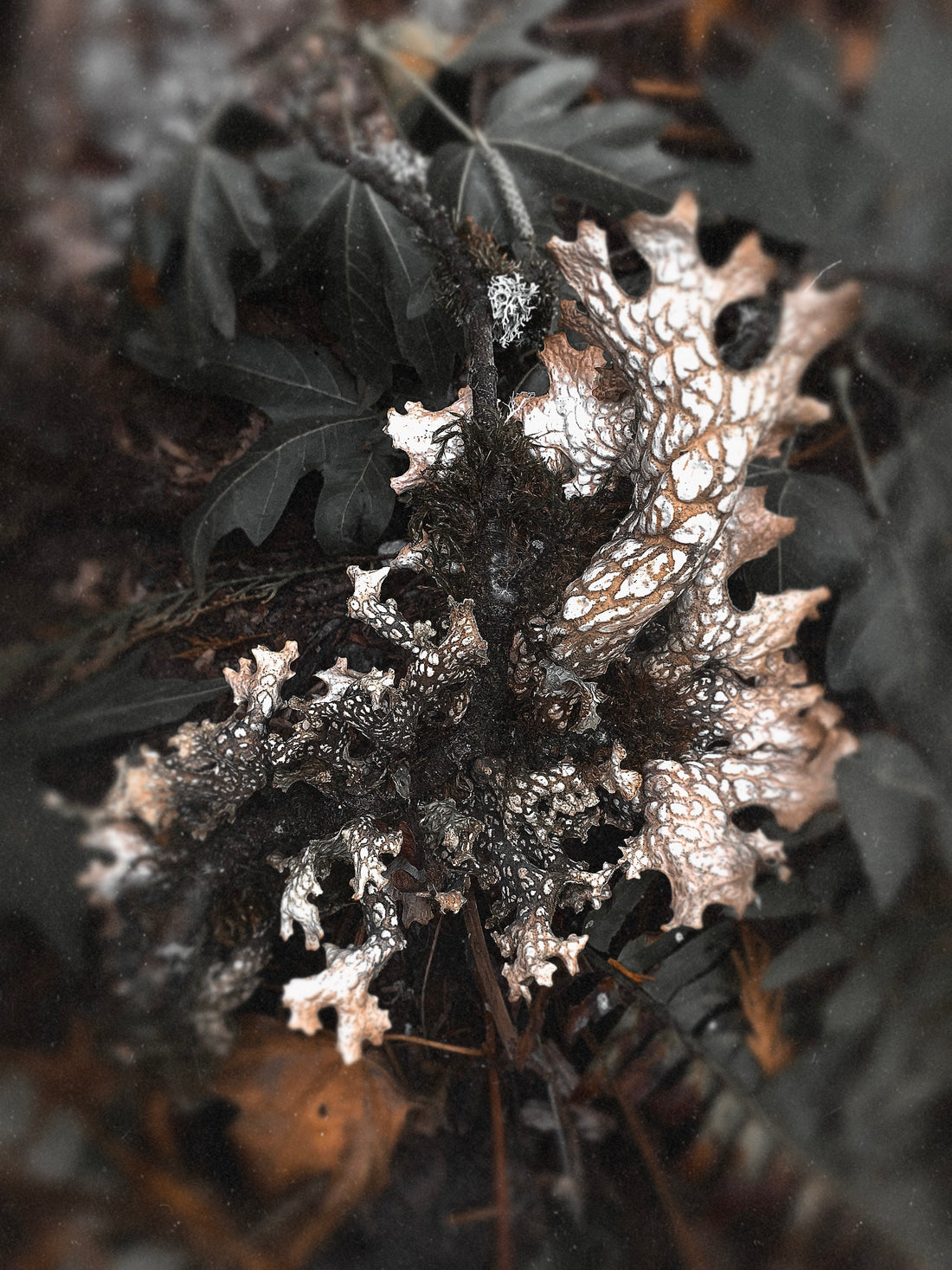 The Dark Beneath the Loam