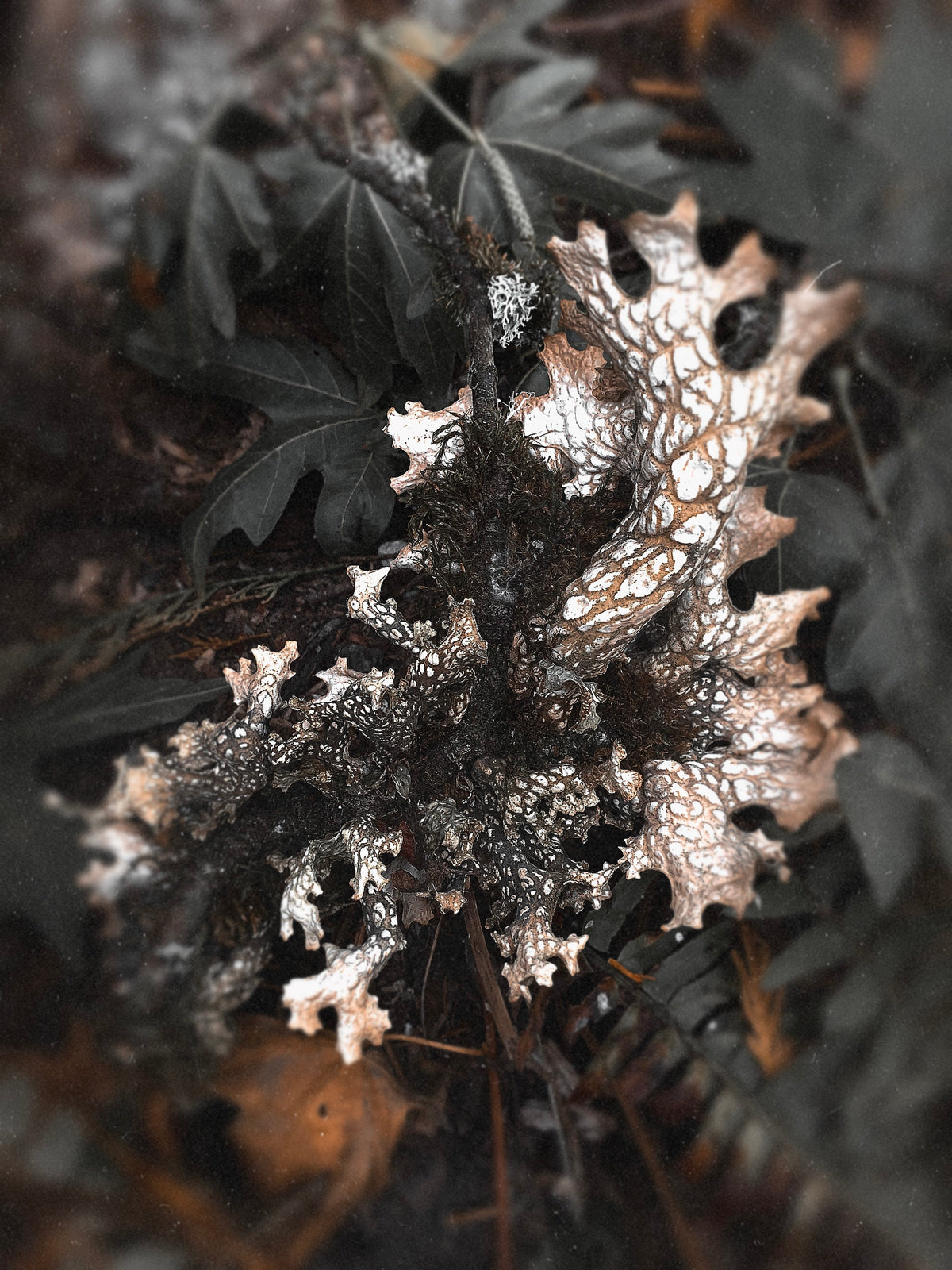 The Dark Beneath the Loam