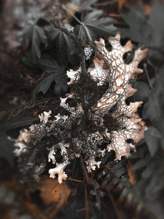 The Dark Beneath the Loam