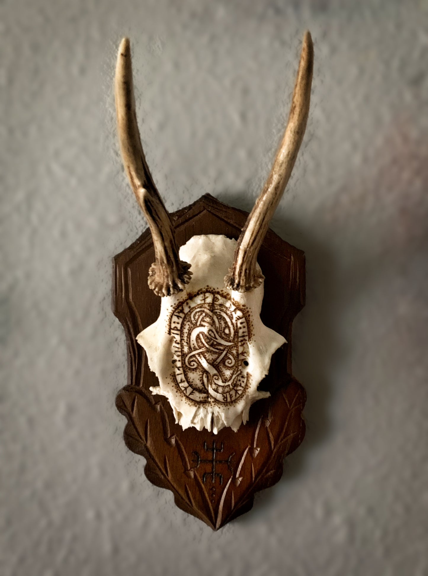 "Love Conquers All" Mounted Antlers