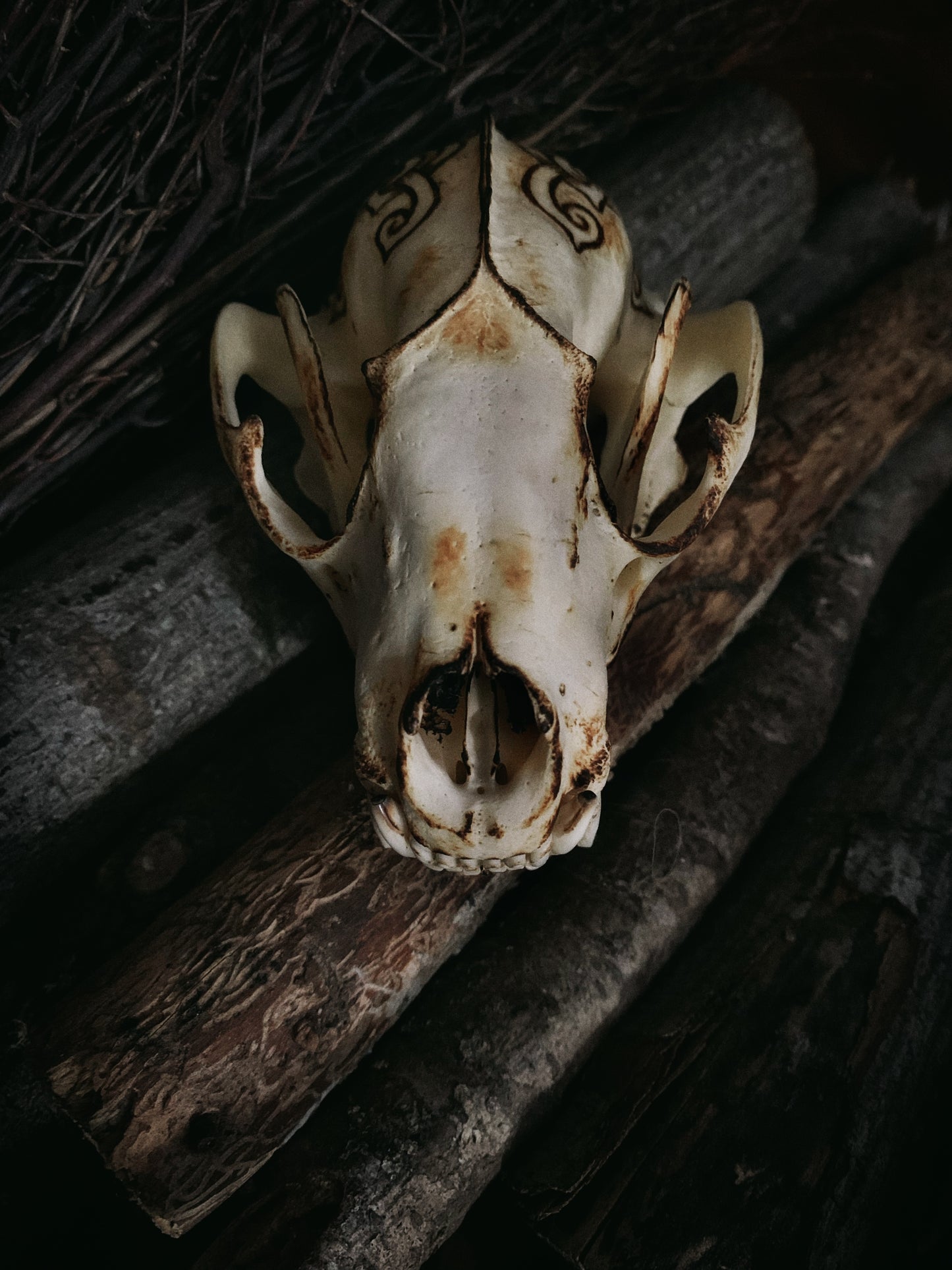 Viking Knot Raccoon Skull