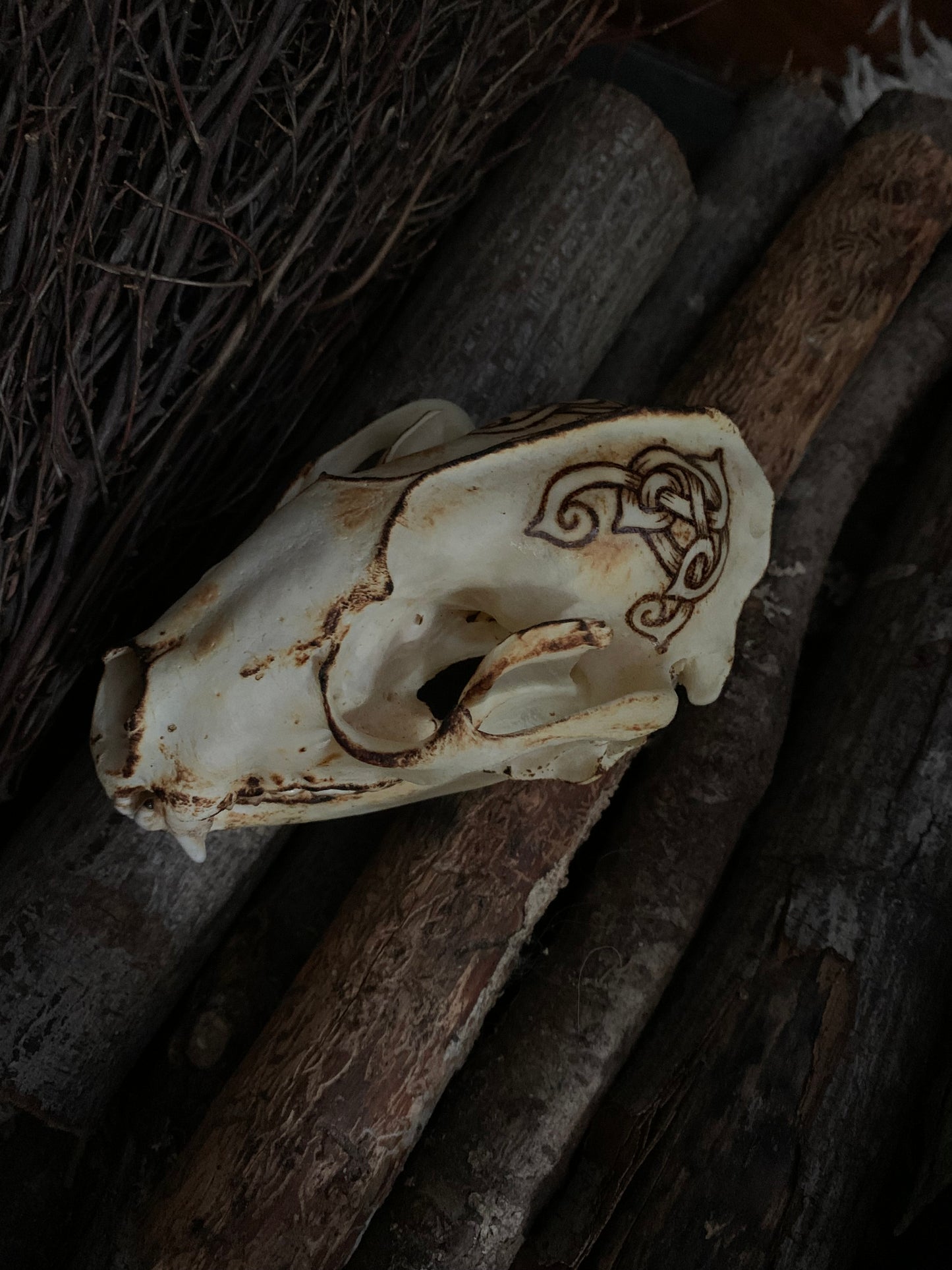 Viking Knot Raccoon Skull
