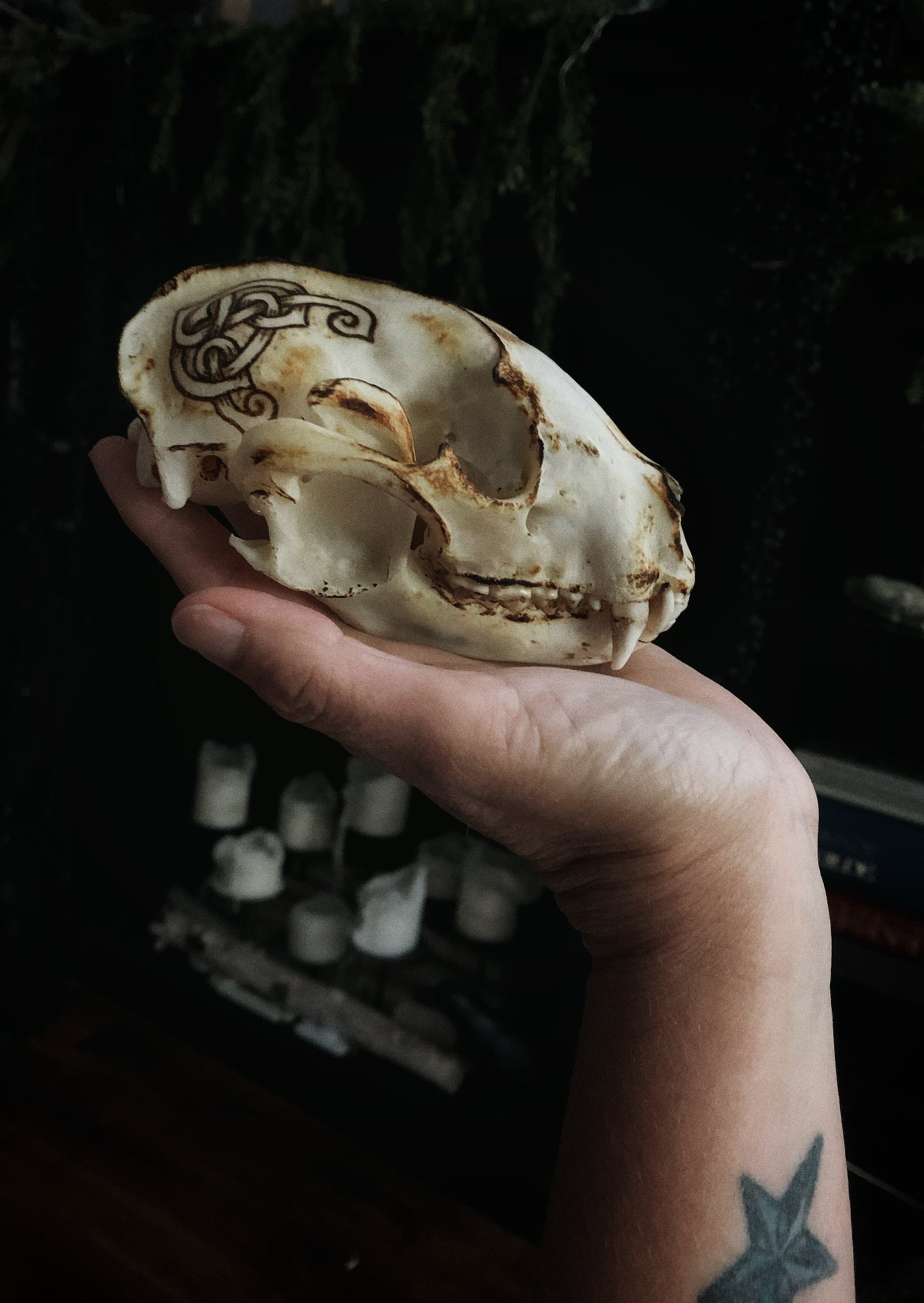 Viking Knot Raccoon Skull