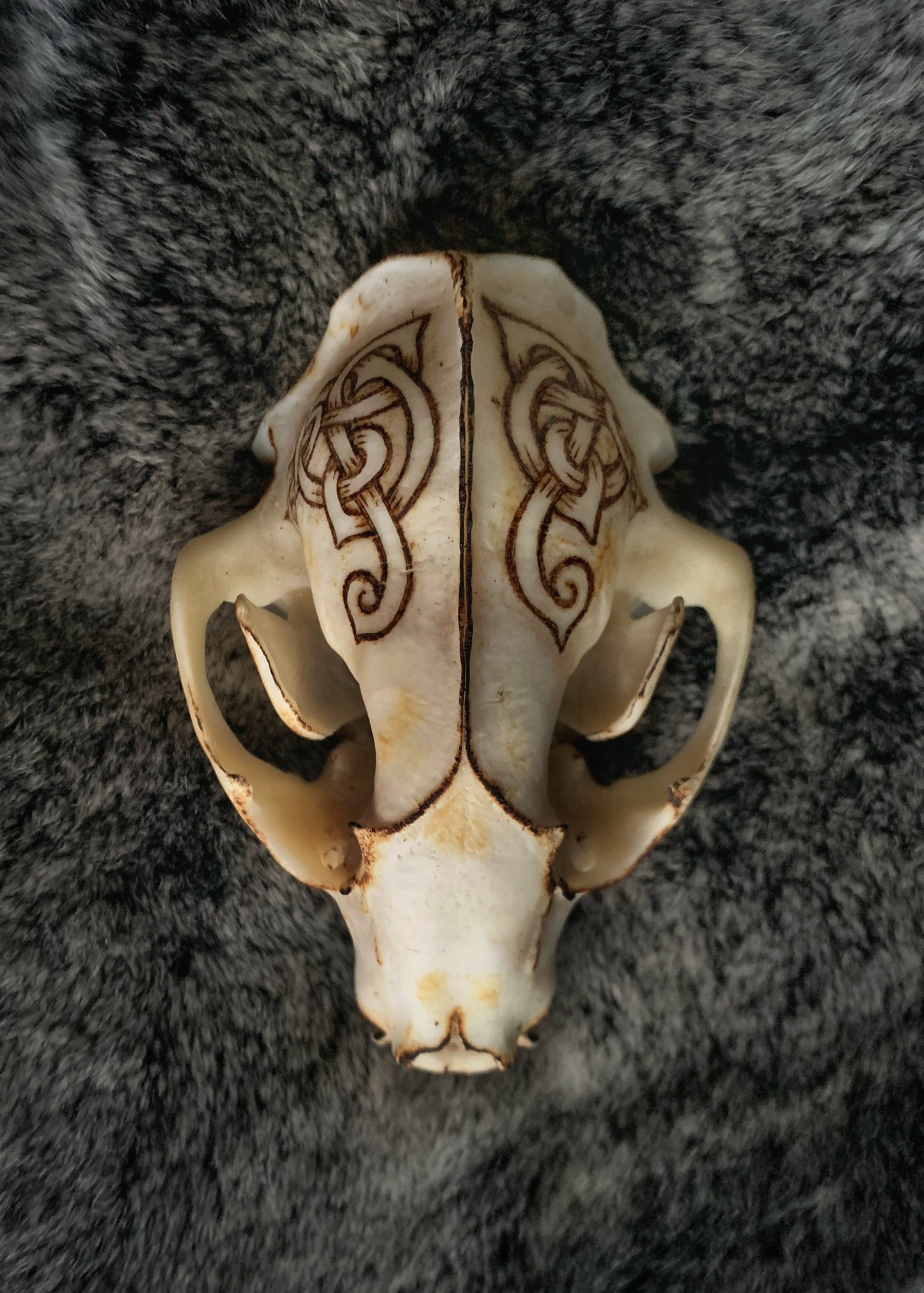 Viking Knot Raccoon Skull