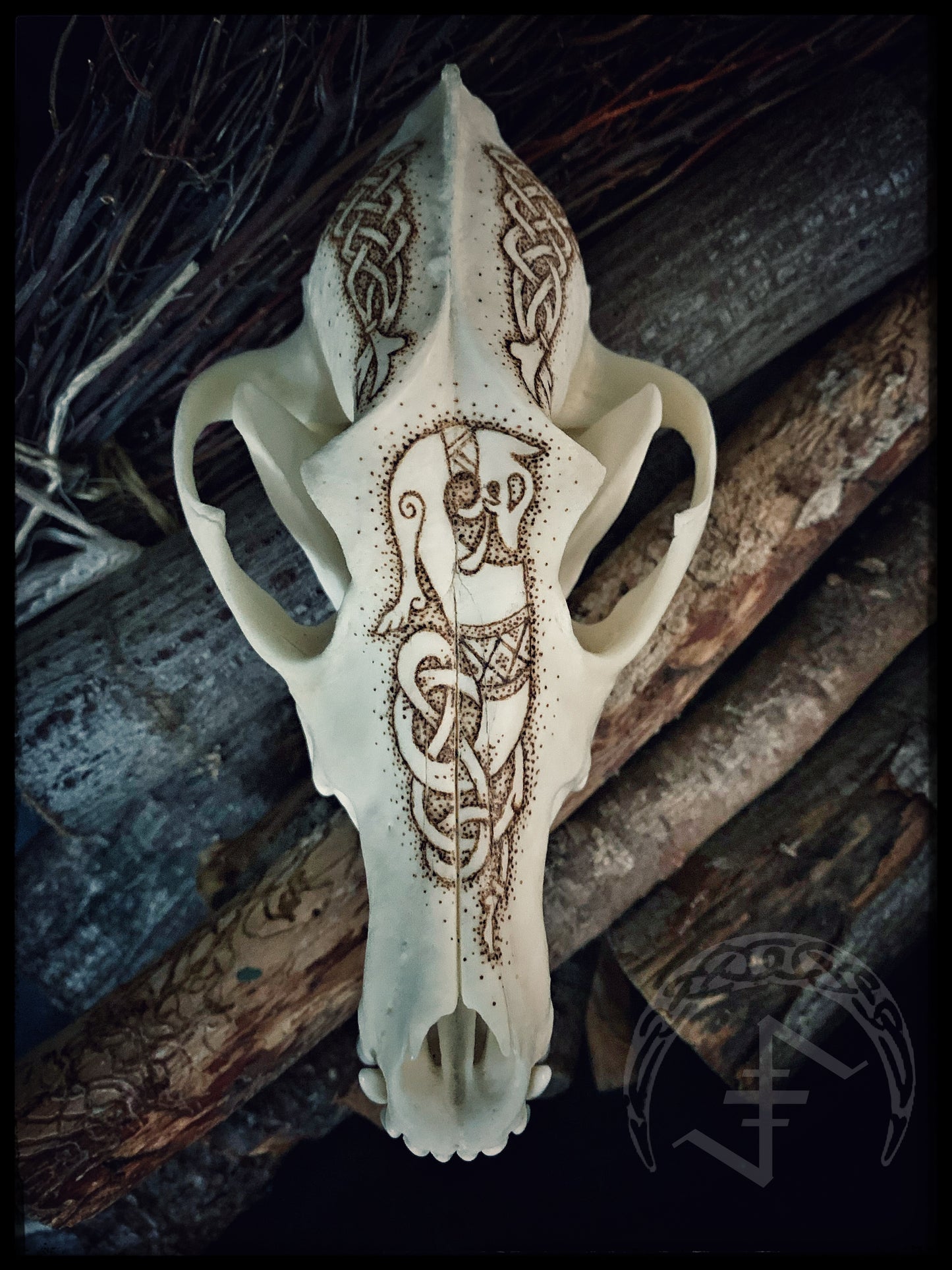 Viking Ulfr Coyote Skull