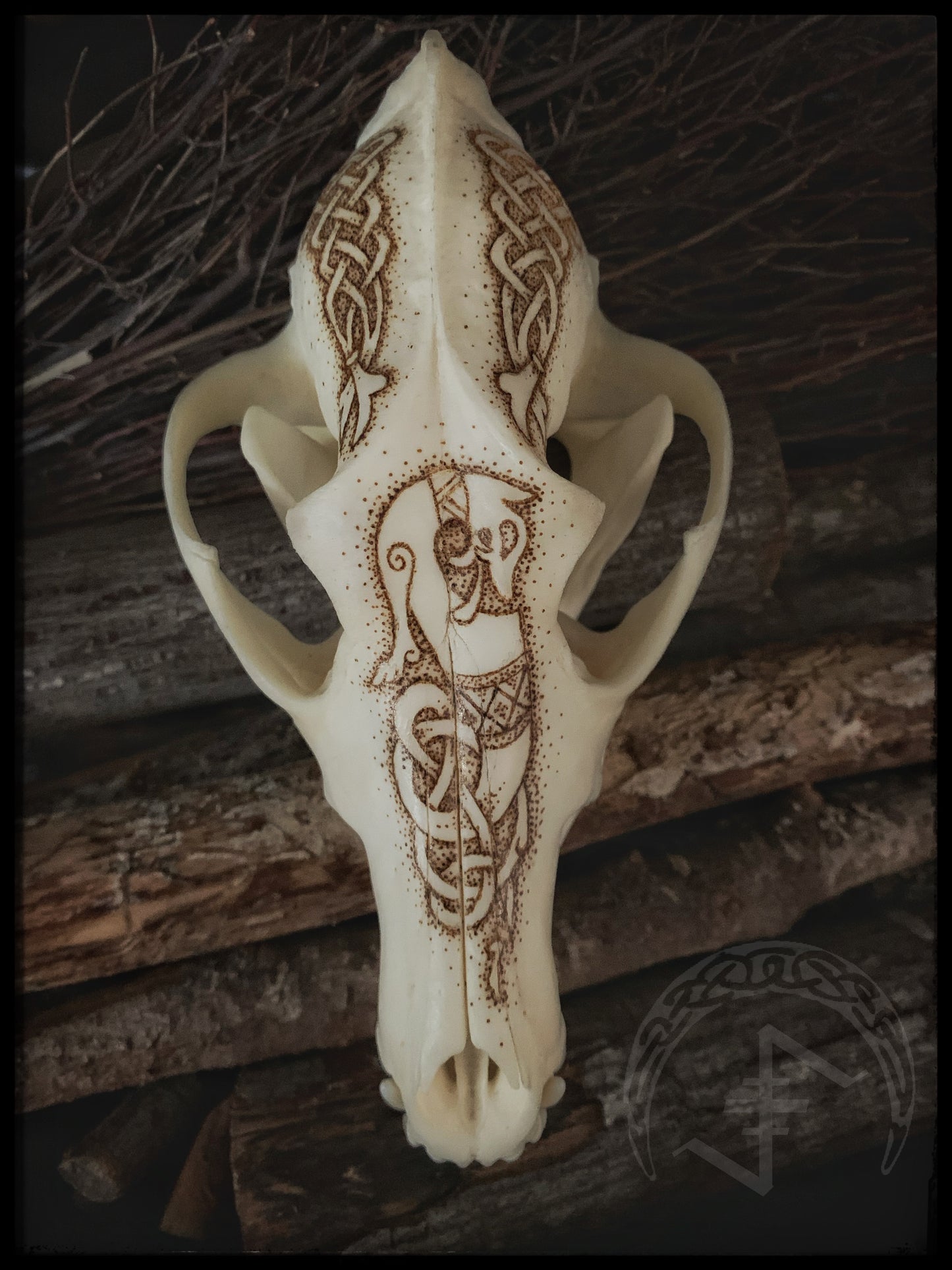 Viking Ulfr Coyote Skull