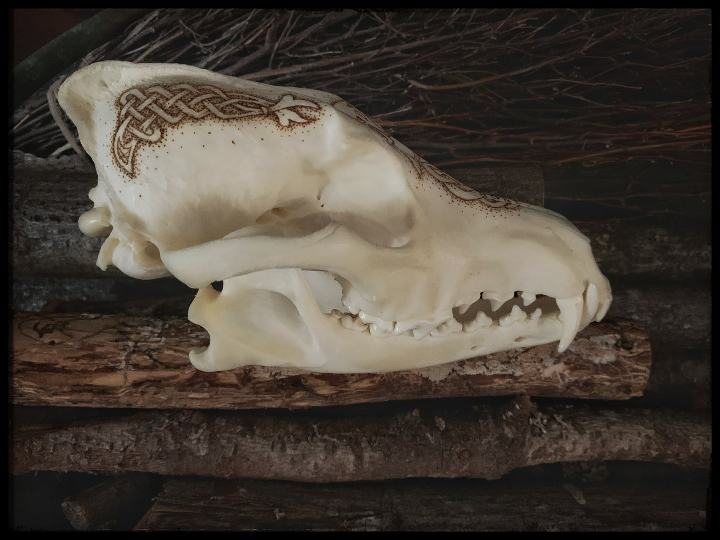 Viking Ulfr Coyote Skull