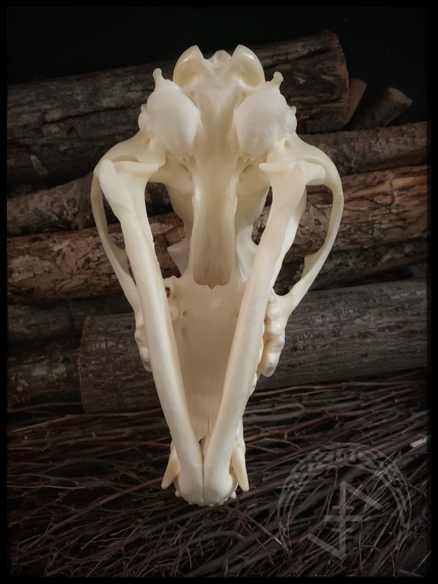 Viking Ulfr Coyote Skull