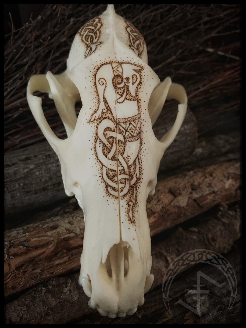 Viking Ulfr Coyote Skull