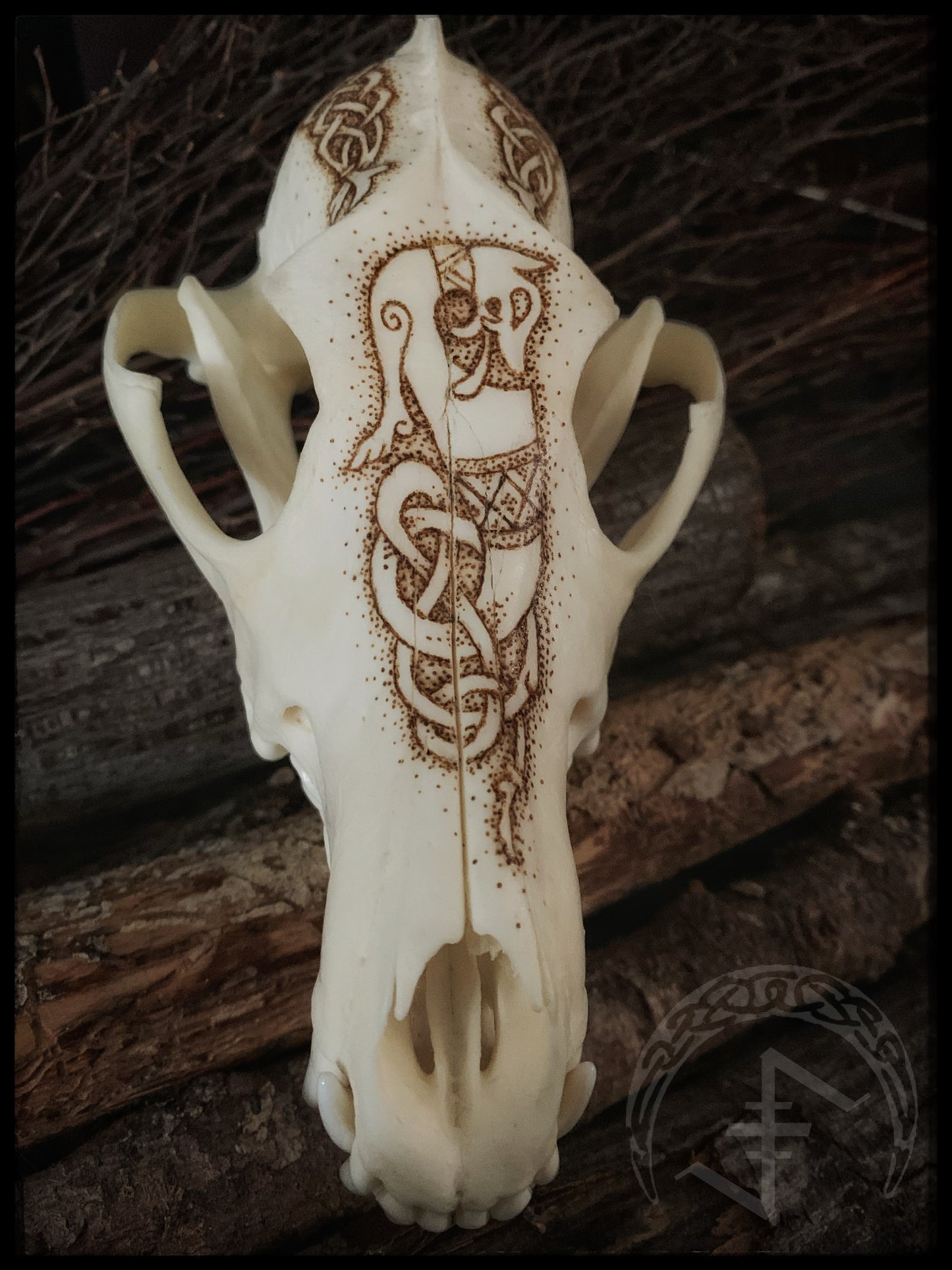 Viking Ulfr Coyote Skull