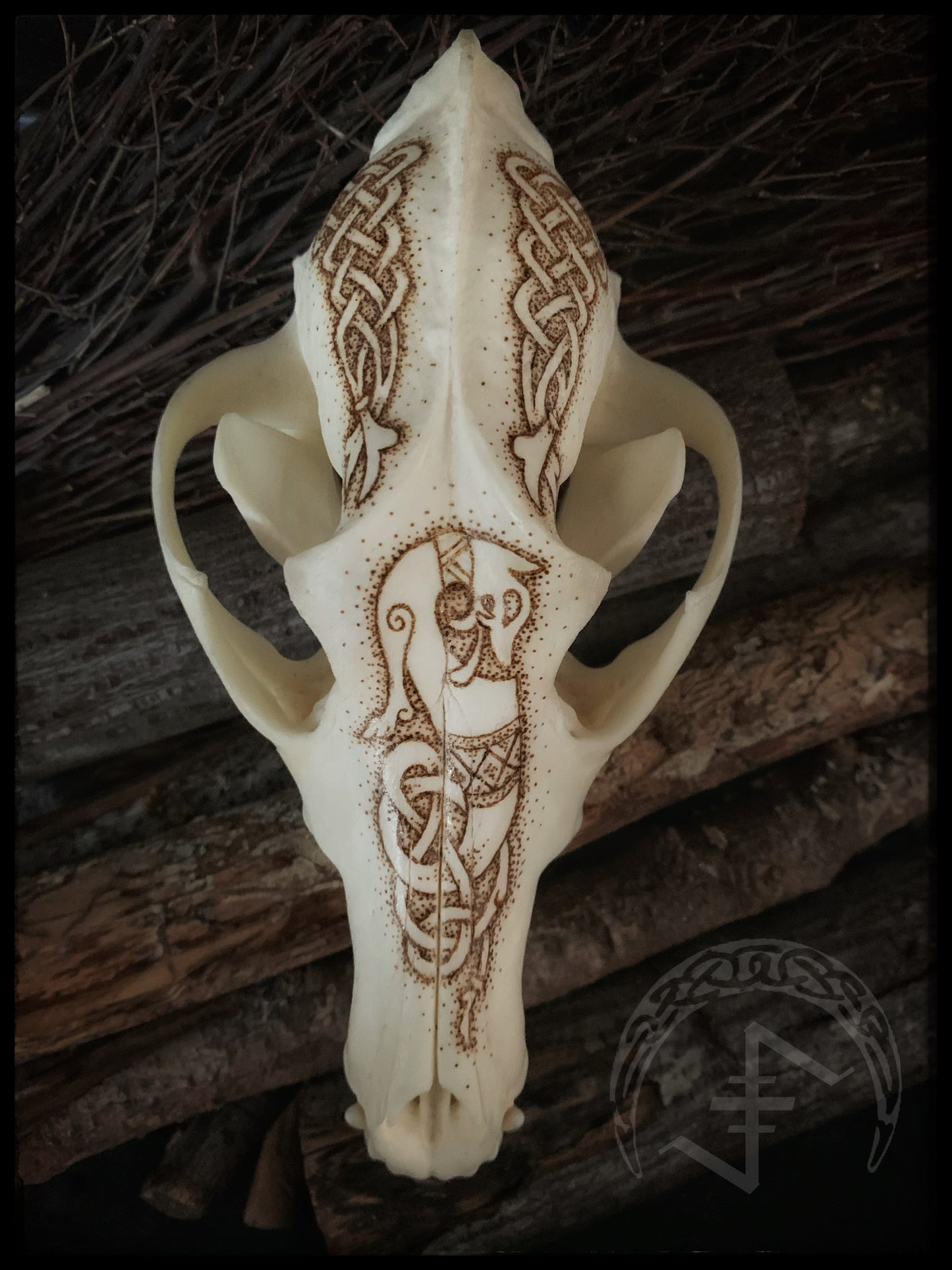 Viking Ulfr Coyote Skull