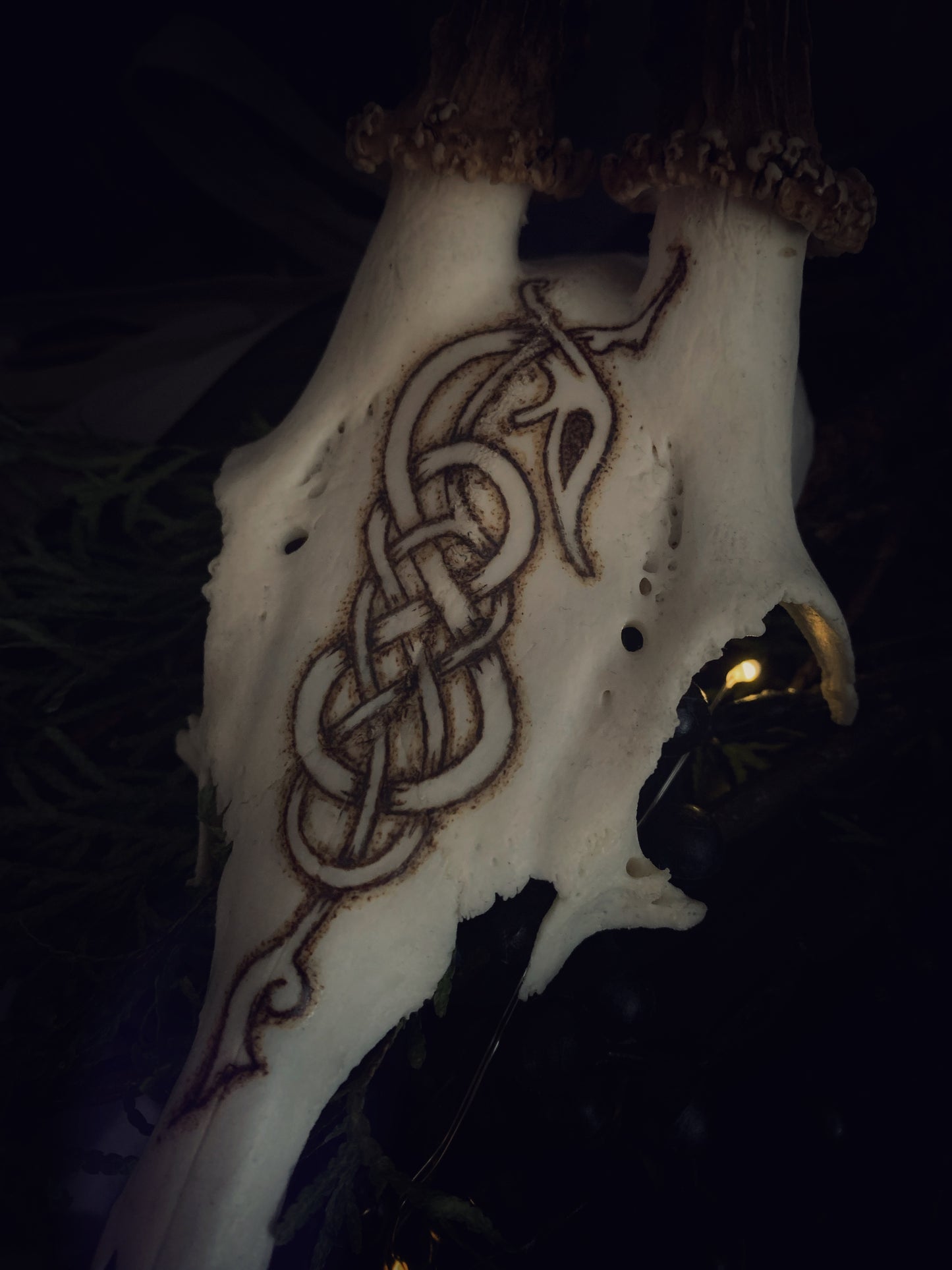 Urnes Wyrm Deer Antler Partial Skull